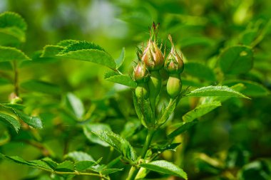 Vahşi gül çiçeği, aynı zamanda köpek gülü ya da Rosa Canina olarak da bilinir. Yaban gülü kalçaları açıyor. Güzel bir çiçek..