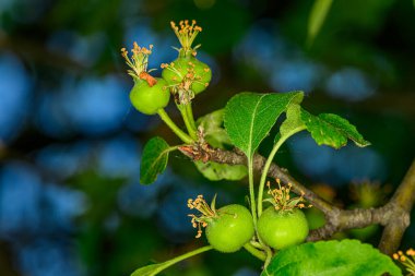 Bahçede çiçek üstüne elma tomurcukları 