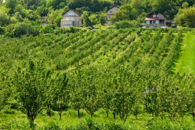 Sırbistan 'da Baharda Üzüm Bahçesi