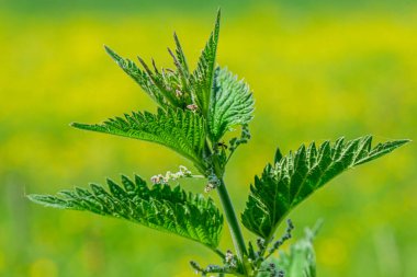 Urtica dioica ya da bahçede ısırgan otu. Isırgan otu, kanama, idrar söktürücü, antipiretik, yara iyileştirme, antirheumatik madde olarak kullanılan tıbbi bitki. Yumuşak yeşil yapraklı ısırgan otu. 