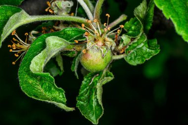 Bahçede çiçek üstüne elma tomurcukları 