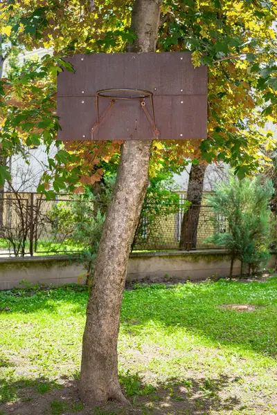 Basketbol tahtası ve çember bir ağaca bağlı.