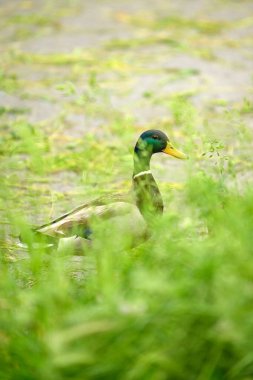 Sığ bir alan derinliği ve kopyalama alanı olan erkek yaban ördeği