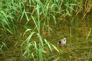 Bir ördek otlarla dolu bir gölde yüzer..