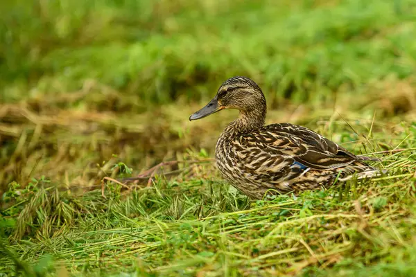 Çimlerin üzerinde dişi ördek