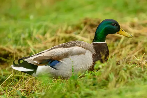 Sığ bir alan derinliği ve kopyalama alanı olan erkek yaban ördeği