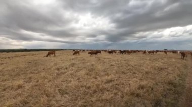 Büyük bir inek sürüsü Tanzanya ovasında otluyor.