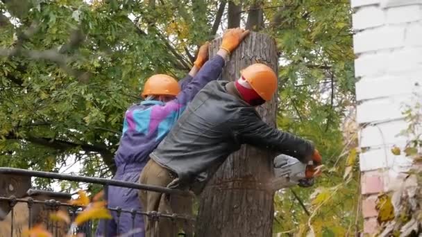 Робітники Дереві — стокове відео