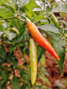 Ağaçta hala taze sarı ve kırmızı biberler var.
