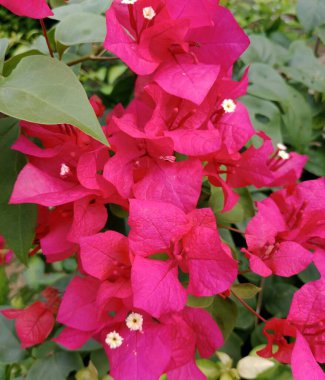 Bougenville çiçeklerine kağıt çiçek de denir.