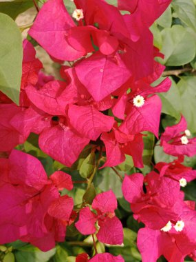 Bougenville çiçeklerine kağıt çiçek de denir.