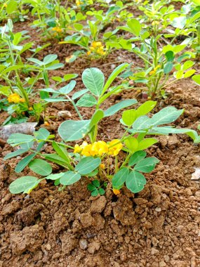 Çiçekli fıstık bitkilerinin yakın plan fotoğrafı.