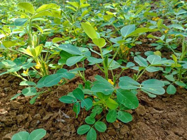 Çiçek açmış bir fıstık tarlasının fotoğrafı.