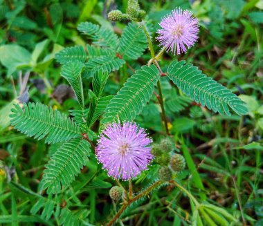 closeup photo of Mimosa pudica or shy princess flower clipart