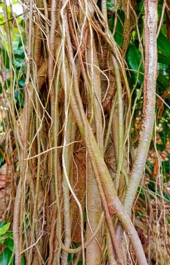 Egzotik banyan ağacı köklerinin yakın plan görüntüsü