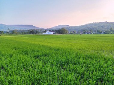 Pirinç tarlalarındaki pirinç bitkilerinin manzarası ve Gunung Kidul, Yogyakarta 'daki dağ manzarası.