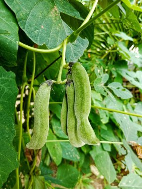 Sapından sarkan yeşil mukoza pruriens.
