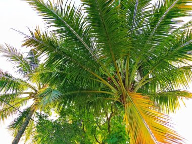 Bahçedeki hindistan cevizi ağaçlarının fotoğrafı.