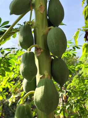 Yeşil meyveli Papaya ağacı