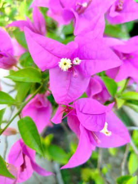 bougainvillea veya mor kağıt çiçek fotoğrafı