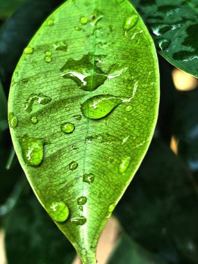 Yaprakların üzerindeki su damlacıklarının fotoğrafı