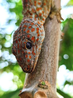 Cassava ağacında bir kertenkelenin yakın çekimi