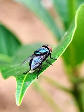 Bir yaprağın üzerine konan sineğin yakın plan fotoğrafı.