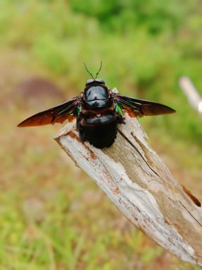 xylocopa latipes perched on a piece of wood while stretching its wings clipart