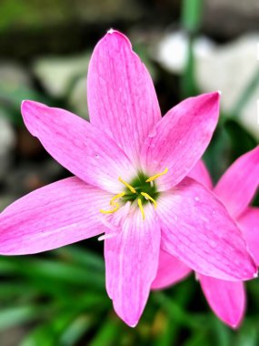 Pembe Zephyranthes çiçekleri bahçede çiçek açmaya başlar.