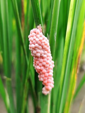 Salyangoz yumurtaları genç bir pirinç ağacının gövdesine yapışır.
