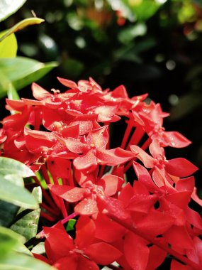 Bahçedeki Ixora kırmızı çiçeğinin fotoğrafı 