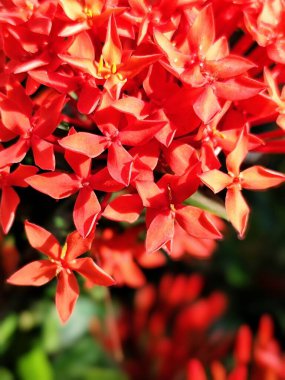 Bahçedeki Ixora kırmızı çiçeğinin fotoğrafı 