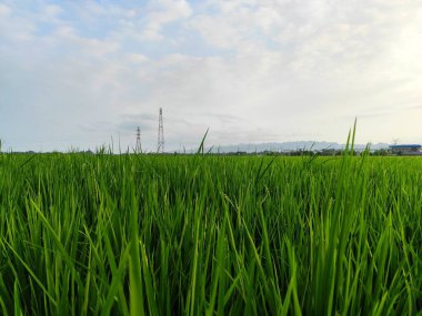 Kırsaldaki pirinç tarlalarının portresi hafif bulutlu hava ile