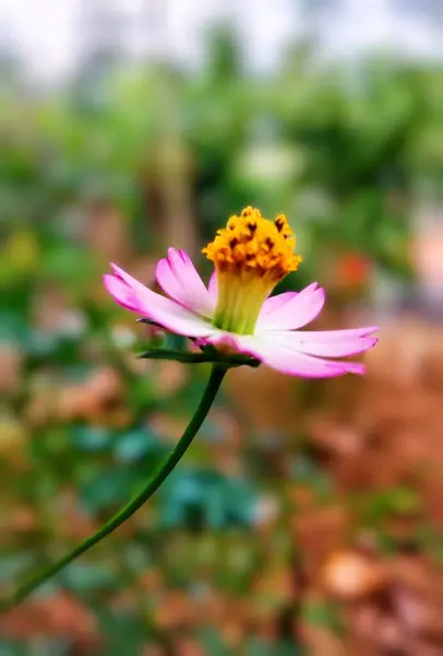 stock image close-up photo of cosmos flowers in the garden