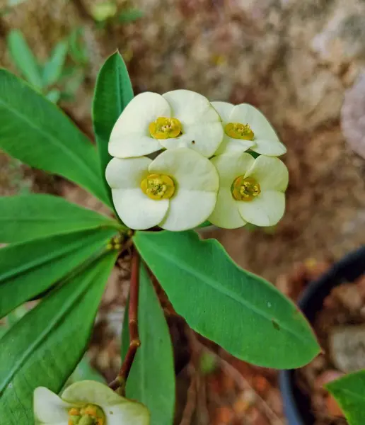 stock image closeup photo of yellow euphoebia flower