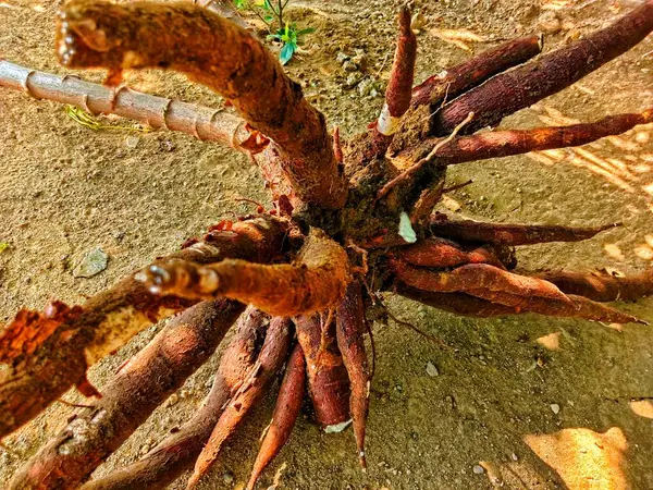 Stock image fresh cassava roots that have just been harvested