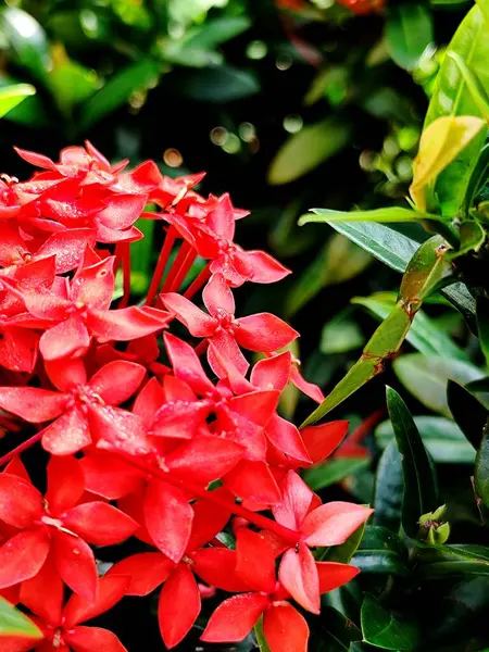 stock image photo of Ixora  red flower in the garden 