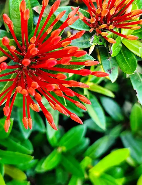 Bahçedeki Ixora kırmızı çiçeğinin fotoğrafı 