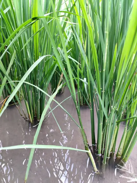 stock image photo of stems, roots of green rice plants with watery soil