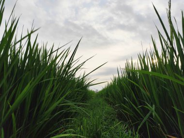 Alacakaranlıkta pirinç bitkilerine yakın çekim
