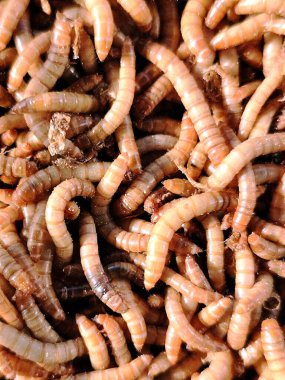 Arka planda, tırtıl yiyen kuşlar için yiyecek için Hong Kong tırtıllarına yakın çekim