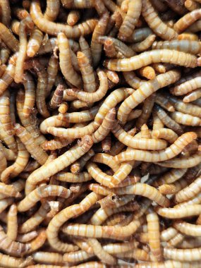 Arka planda, tırtıl yiyen kuşlar için yiyecek için Hong Kong tırtıllarına yakın çekim