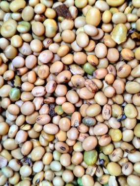 Soya tohumları arka planda hala taze.