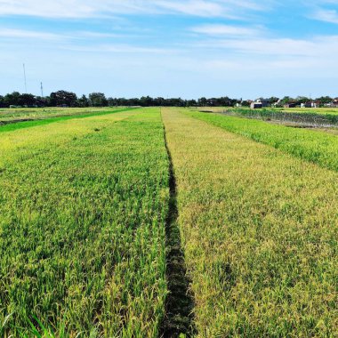 Farklı renklerde pirinç tarlalarının görünümü