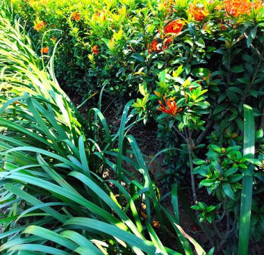 Ashoka çiçekleri evin ön bahçesinde.