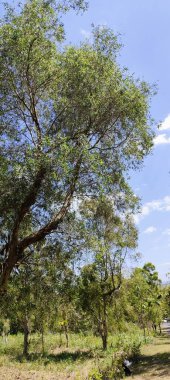 Ekinlik arazisinde okaliptüs ağaçları