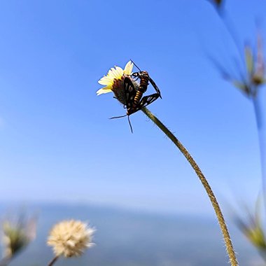 Bir çiçek sapında çoğalan bir çift kelebeğin yakın çekim görüntüsü.