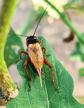 Exotic male cricket standing on a leaf clipart