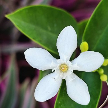 Güzel beyaz bilek çiçeği çiçek açıyor.