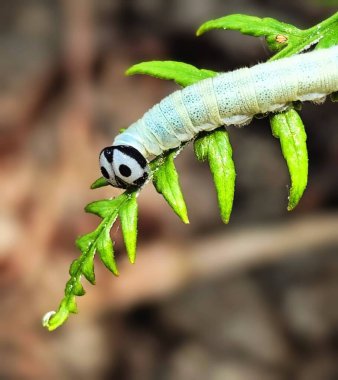 close up of white caterpillar on plant stem clipart